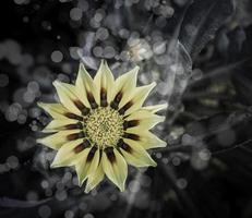 Blumen im Design von natürlichen dunklen Tönen. foto