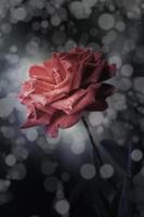 Rosenblüten im Design von natürlichen dunklen Tönen. foto