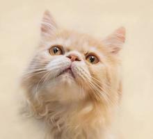 Nahaufnahme Porträt auf schöner Katze foto