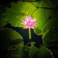 Lotusblume in warmem Wasser