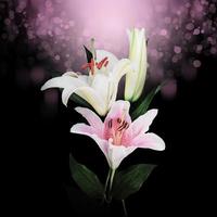 Bokeh abstrakte Glitter lighflower weiße Lilien auf einem farbigen Hintergrund Hintergrund