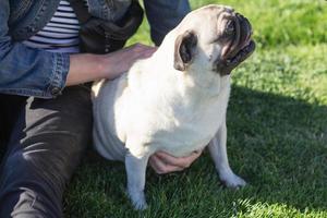 Porträt der jungen Frau mit Mops im Park foto