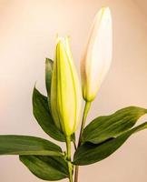 Blumenlilie auf weißem Hintergrund mit Kopienraum für Ihre Nachricht foto