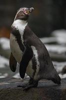 Humboldt-Pinguin im Winter foto