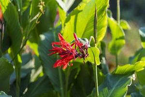 Blumenhintergrund mit roten Cannes-Blumen. foto