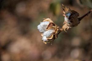 Baumwollfarmfeld, Nahaufnahme von Wattebällchen und Blumen. foto