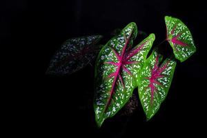 Gartenarbeit, Nahaufnahme von Caladium Red Star Tricolor mit grünen Blättern, weißen Punkten und roten Adern auf schwarzem Hintergrund. tropische Zimmerpflanze für Wohnkultur foto