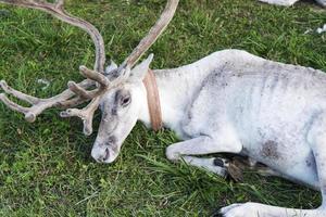 weiße Rentiere, die auf dem Gras liegen. foto