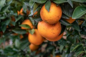 Nahaufnahme von goldenen Orangen, die an grünen Zweigen und Blättern hängen foto