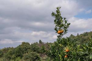 Orangenplantagen unter klarem Himmel und weißen Wolken foto