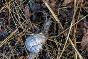 große Gartenschnecke im Schneckenhaus kriecht auf nasser Fahrbahn foto