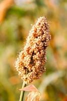 Sorghum- oder Jowar-Getreidefeld foto