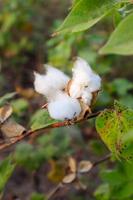 Baumwollblume im Baumwollblumenfeld. als Rohstoffbekleidung, Modekleidung. foto