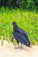 tropischer Mönchsgeier am Mangroven-Pouso-Strand Ilha Grande Brasilien. foto