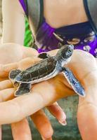 süßes schwarzes schildkrötenbaby auf den händen in bentota sri lanka. foto