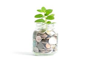 Baum auf Spargeldmünzen im Graskrug, Wachstumsgeschäftsfinanzierung sparendes Investitionskonzept. foto