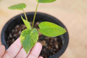 homalomena rubescens bunt mit der Hand, die in der Farm hält, um pjant aufzupassen foto