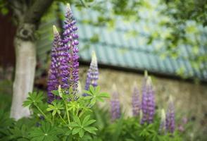 violette und violette Lupinenblüten foto