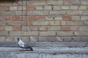 Taube und wall.bird und alte Mauer. graue Taube sitzt auf einer Vintage-Wand. Vögel und Mauern. foto