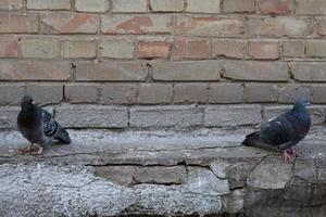 Taube und wall.bird und alte Mauer. graue Taube sitzt auf einer Vintage-Wand. Vögel und Mauern. foto