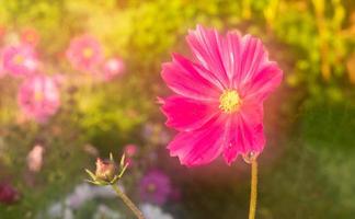 rosa kosmosblumen blühen im garten foto