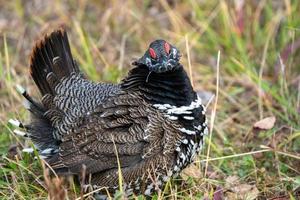 Krausehuhn manitoba foto