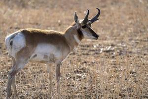 Gabelbock-Antilope Saskatchewan foto