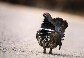 Krausehuhn manitoba foto