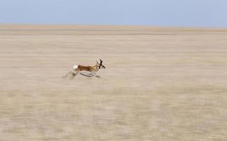 Gabelbock-Antilope Saskatchewan foto