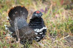 Krausehuhn manitoba foto