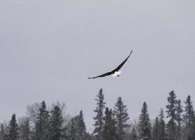 Weißkopfseeadler Saskatchewan foto