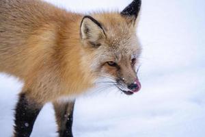 Fuchs im Winter foto