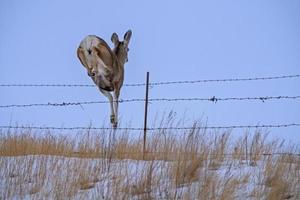 Rehe im Winter foto