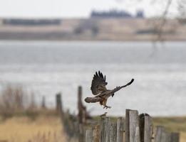 Falke in Saskatchewan foto