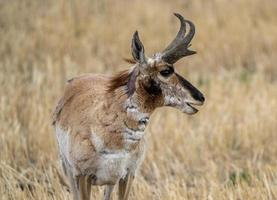 Gabelbock-Antilope Saskatchewan foto