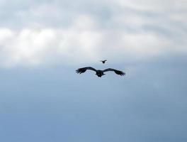 Krähenrabe im Flug foto