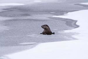 Flussotter Saskatchewan foto