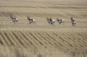 Gabelbock-Antilope Saskatchewan foto