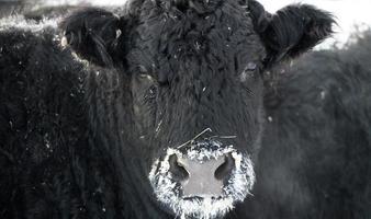 Vieh im Winter foto