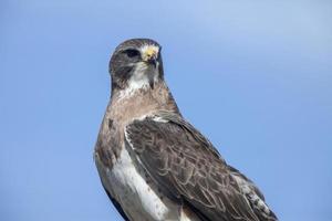 Swainson Hawk Saskatchewan foto