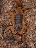 erwachsener weiblicher brasilianischer gelber skorpion foto