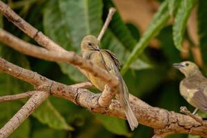 Palm-Tanager-Vogel foto