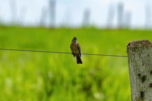 kleiner Tyrannen-Fliegenschnäpper-Vogel foto