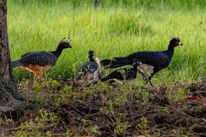 kahlköpfige kurasow-wildvogelfamilie foto