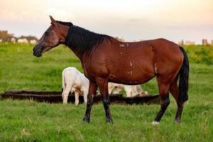 Pferd ruht auf einer Weide foto