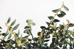Bündel grüner Zweige Buxus auf weißem Hintergrund foto