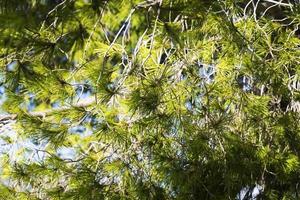 Baum mit dornigen Zweigen Nahaufnahme. foto