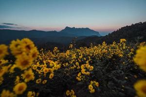 Bergblick und gelbe Blumen am Abend foto