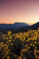 Morgens gelbe Blumen auf dem Berg