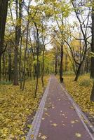 Sonnenaufgang im Herbstwald. Wanderweg im Park Herbsttag foto